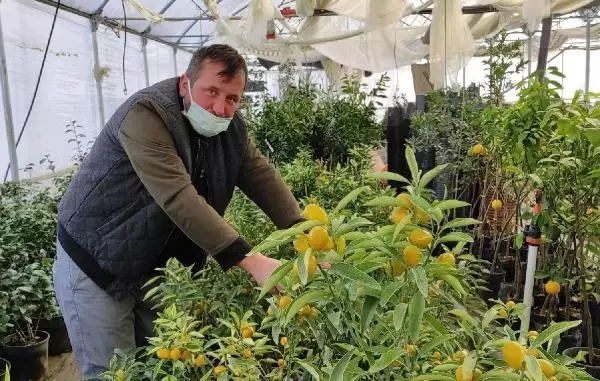 Pandemide kamkat fidesi ilgi gördü Pandemide kamkat fidesi ilgi gördü