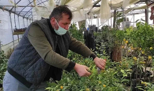Pandemide kamkat fidesi ilgi gördü Pandemide kamkat fidesi ilgi gördü