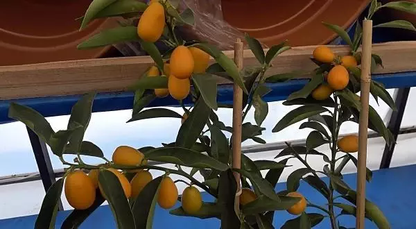 Pandemide kamkat fidesi ilgi gördü Pandemide kamkat fidesi ilgi gördü