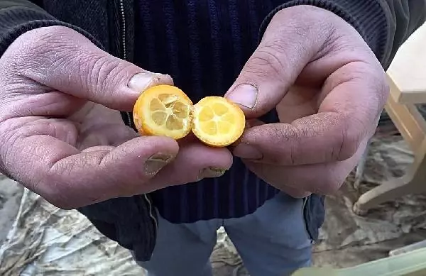 Pandemide kamkat fidesi ilgi gördü Pandemide kamkat fidesi ilgi gördü