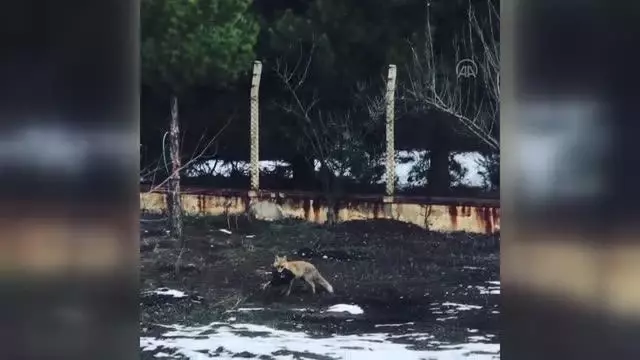Tilkinin öldürüp bahçede bıraktığı tavuğu dönüp alması cep telefonuyla kaydedildi Tilkinin öldürüp bahçede bıraktığı tavuğu dönüp alması cep telefonuyla kaydedildi