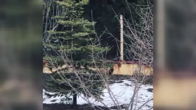Tilkinin öldürüp bahçede bıraktığı tavuğu dönüp alması cep telefonuyla kaydedildi Tilkinin öldürüp bahçede bıraktığı tavuğu dönüp alması cep telefonuyla kaydedildi
