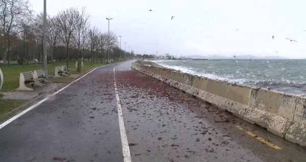 Lodos nedeniyle kırmızı yosunlar Caddebostan Sahili'nde kıyıya vurdu