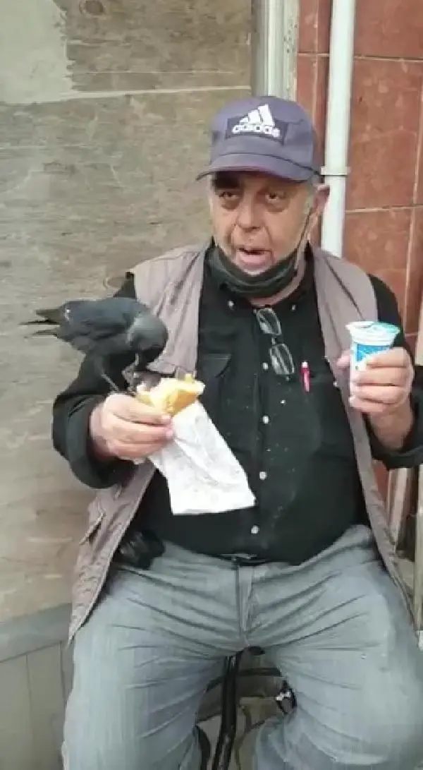 Vatandaşın koluna konup döner yiyen karganın görüntüsü yüzleri gülümsetti Vatandaşın koluna konup döner yiyen karganın görüntüsü yüzleri gülümsetti