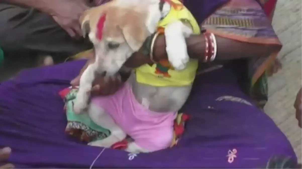 Hindistan'da aynı anda diş çıkaran iki çocuk, uğursuzluk nedeniyle dişi köpeklerle evlendirildi