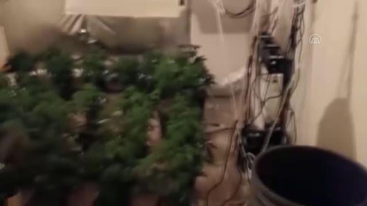 Hint keneviri yetiştirmek için kıyafet dolabına ve odalara özel düzenek kurmuşlar