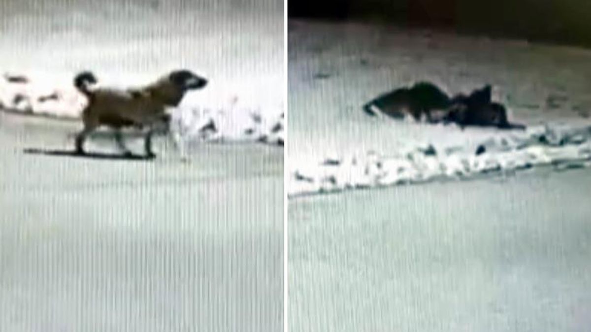 Aç kurtlar, ilçe merkezinde yakaladıkları köpeği boğarak sürükleyip götürdü