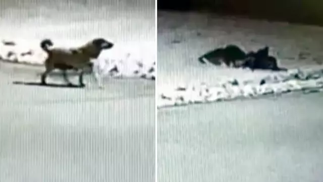 Aç kurtlar, ilçe merkezinde yakaladıkları köpeği boğarak sürükleyip götürdü Aç kurtlar, ilçe merkezinde yakaladıkları köpeği boğarak sürükleyip götürdü