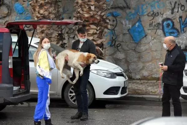 Mahalleli sokak hayvanlarını zehirleyenleri arıyor Mahalleli sokak hayvanlarını zehirleyenleri arıyor