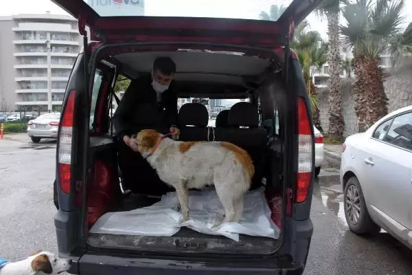 Mahalleli sokak hayvanlarını zehirleyenleri arıyor Mahalleli sokak hayvanlarını zehirleyenleri arıyor