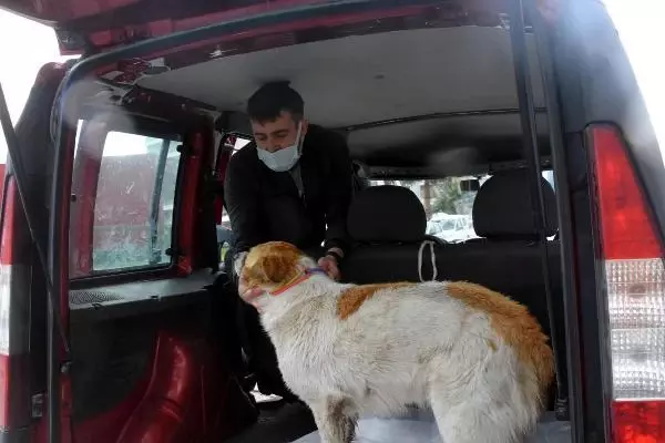 Mahalleli sokak hayvanlarını zehirleyenleri arıyor Mahalleli sokak hayvanlarını zehirleyenleri arıyor