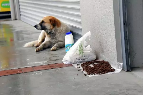Mahalleli sokak hayvanlarını zehirleyenleri arıyor Mahalleli sokak hayvanlarını zehirleyenleri arıyor