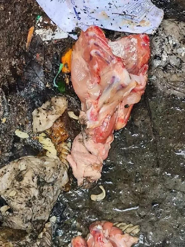 Mahalleli sokak hayvanlarını zehirleyenleri arıyor Mahalleli sokak hayvanlarını zehirleyenleri arıyor