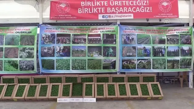 Muğla'da tıbbi ve aromatik bitkiler gelir kaynağı olacak Muğla'da tıbbi ve aromatik bitkiler gelir kaynağı olacak