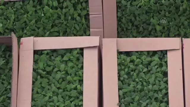 Muğla'da tıbbi ve aromatik bitkiler gelir kaynağı olacak Muğla'da tıbbi ve aromatik bitkiler gelir kaynağı olacak