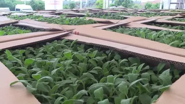 Muğla'da tıbbi ve aromatik bitkiler gelir kaynağı olacak Muğla'da tıbbi ve aromatik bitkiler gelir kaynağı olacak
