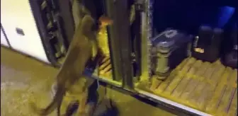 Siverek'te yolcunun valizinde 10 kilo 200 gram esrar ele geçirildi