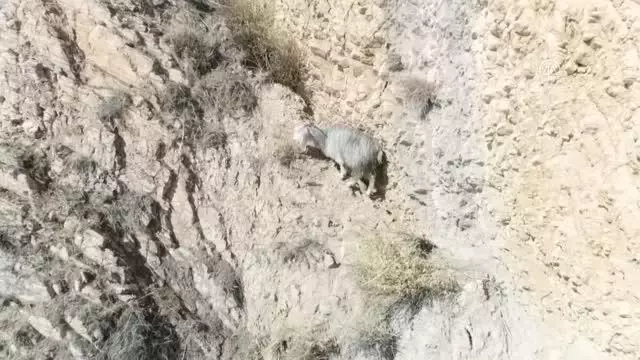 (DRONE) Kayalıklarda mahsur kalan keçileri AFAD kurtardı (DRONE) Kayalıklarda mahsur kalan keçileri AFAD kurtardı