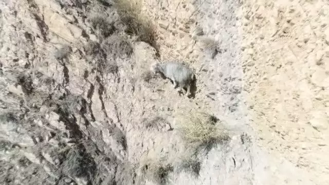 (DRONE) Kayalıklarda mahsur kalan keçileri AFAD kurtardı (DRONE) Kayalıklarda mahsur kalan keçileri AFAD kurtardı