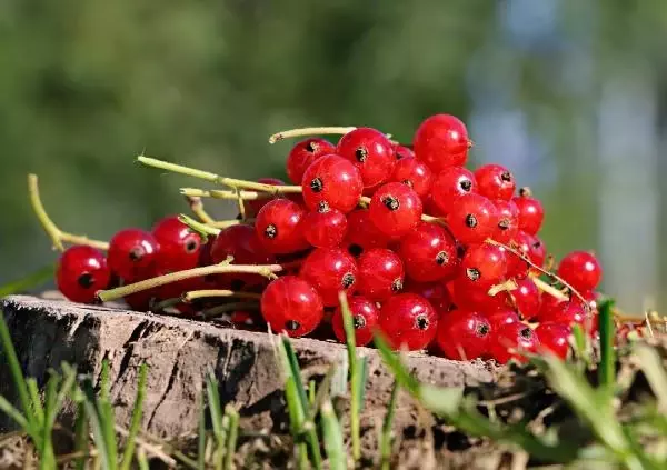 Güçlü bir bağışık sistemi için 14 altın kural Güçlü bir bağışık sistemi için 14 altın kural