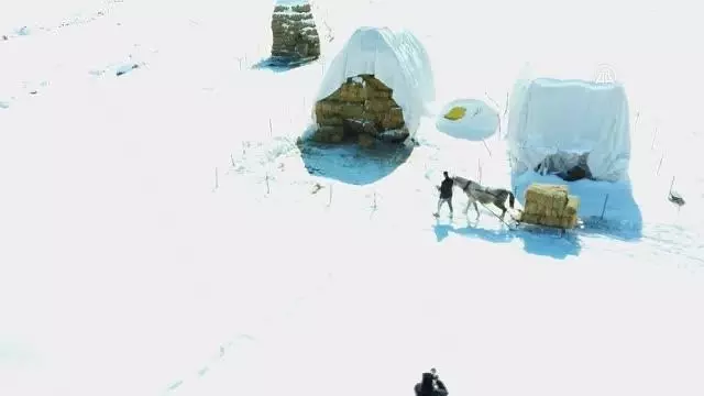 Hayvanları için dondurucu soğukta karlı tepelerden ot taşıyorlar Hayvanları için dondurucu soğukta karlı tepelerden ot taşıyorlar