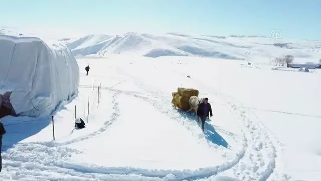 Hayvanları için dondurucu soğukta karlı tepelerden ot taşıyorlar Hayvanları için dondurucu soğukta karlı tepelerden ot taşıyorlar
