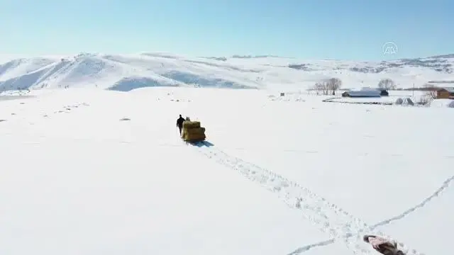 Hayvanları için dondurucu soğukta karlı tepelerden ot taşıyorlar Hayvanları için dondurucu soğukta karlı tepelerden ot taşıyorlar