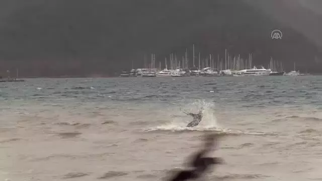 Marmaris'te adrenalin tutkunlarının keşişlemede sörf keyfi Marmaris'te adrenalin tutkunlarının keşişlemede sörf keyfi