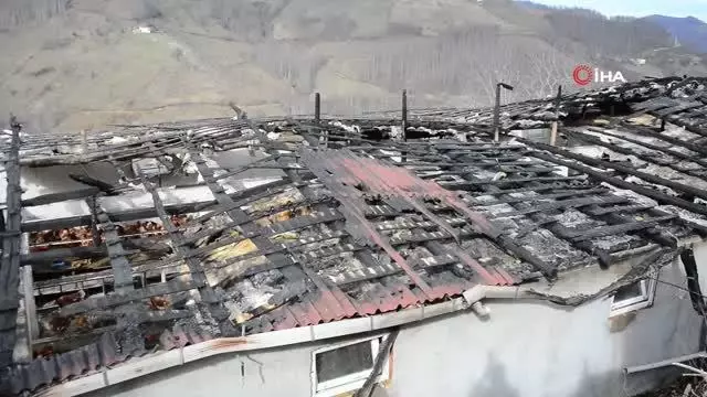 Son dakika haberleri | Ordu'da yangın: 400 tavuk telef oldu Son dakika haberleri | Ordu'da yangın: 400 tavuk telef oldu