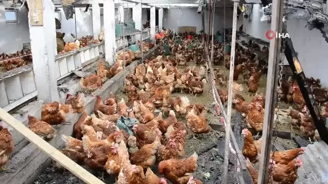 Son dakika haberleri | Ordu'da yangın: 400 tavuk telef oldu Son dakika haberleri | Ordu'da yangın: 400 tavuk telef oldu