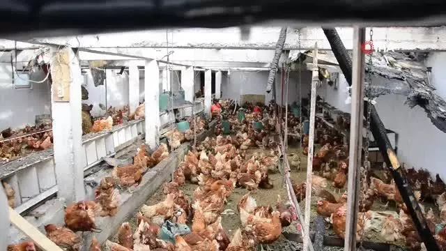 Son dakika haberleri | Ordu'da yangın: 400 tavuk telef oldu Son dakika haberleri | Ordu'da yangın: 400 tavuk telef oldu