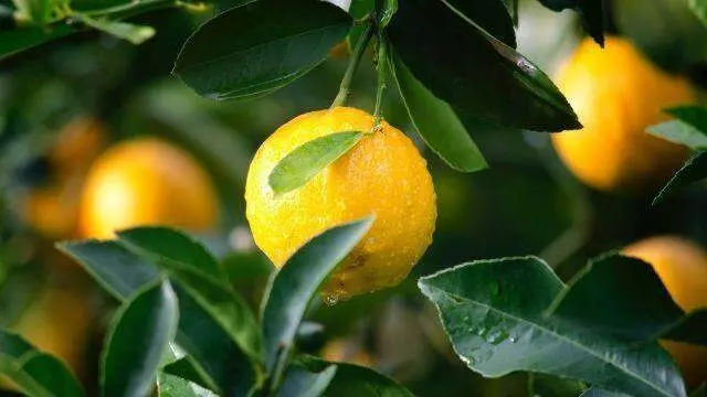 Rüyada limon görmek ne demek? Rüyada limon ağacı görmek, rüyada yeşil limon görmek ne demek? Rüyada limon görmek ne demek? Rüyada limon ağacı görmek, rüyada yeşil limon görmek ne demek?