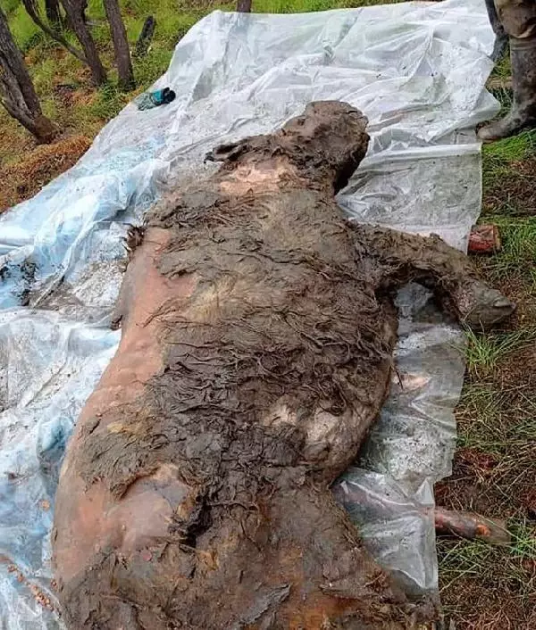 Sibirya'da 40 bin yıldır buzulda korunan gergedan keşfedildi Sibirya'da 40 bin yıldır buzulda korunan gergedan keşfedildi