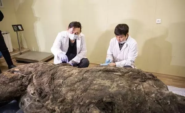 Sibirya'da 40 bin yıldır buzulda korunan gergedan keşfedildi Sibirya'da 40 bin yıldır buzulda korunan gergedan keşfedildi
