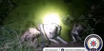 Su kanalına düşen 4 köpeği polis ve bekçiler kurtardı