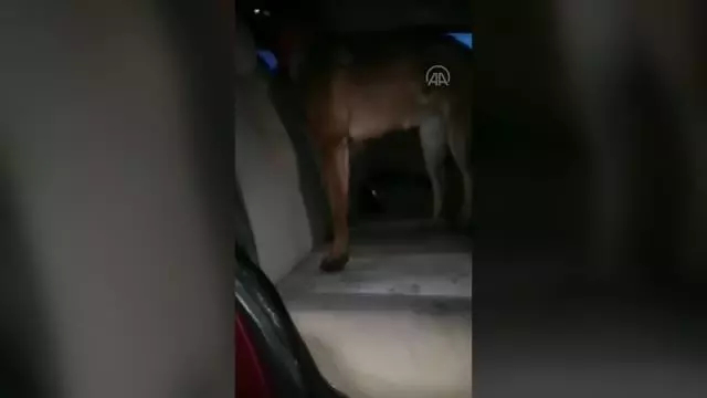 22 kilo 500 gram esrar ele geçirildi 22 kilo 500 gram esrar ele geçirildi
