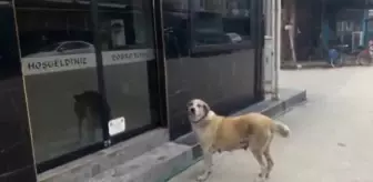 Karaman: Son dakika haberleri: Aç kalan sokak köpeğinin börekçiden yiyecek aldığı anlar kamerada Karaman: Son dakika haberleri: Aç kalan sokak köpeğinin börekçiden yiyecek aldığı anlar kamerada