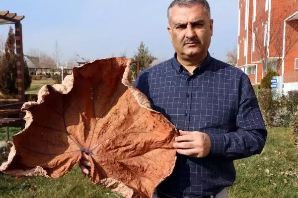 Arazi çalışmaları sonucunda keşfedilen Tel Işkını, dünyada sadece Adıyaman'da yetişiyor Arazi çalışmaları sonucunda keşfedilen Tel Işkını, dünyada sadece Adıyaman'da yetişiyor