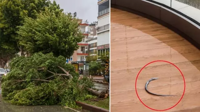 Antalya'da inanılmaz görüntü: Denizdeki balık fırtınanın etkisiyle 60 metre uzaklıktaki evin balkonuna uçtu Antalya'da inanılmaz görüntü: Denizdeki balık fırtınanın etkisiyle 60 metre uzaklıktaki evin balkonuna uçtu