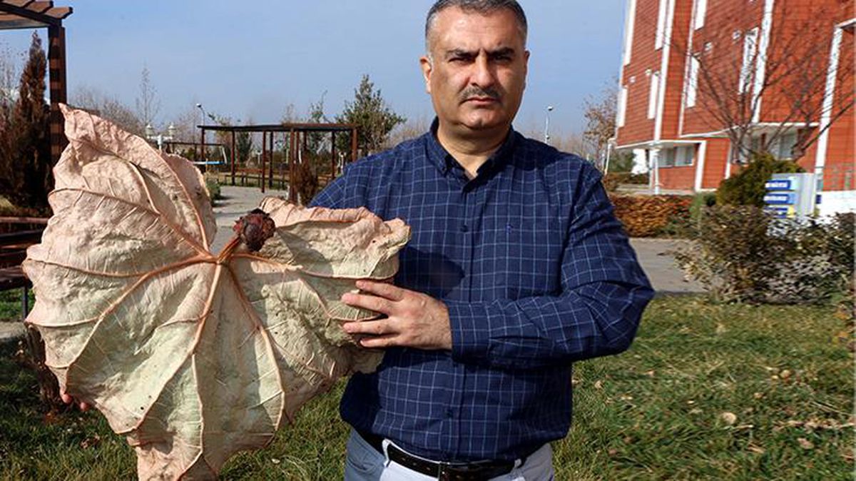 Arazi çalışmaları sonucunda keşfedilen Tel Işkını, dünyada sadece Adıyaman'da yetişiyor
