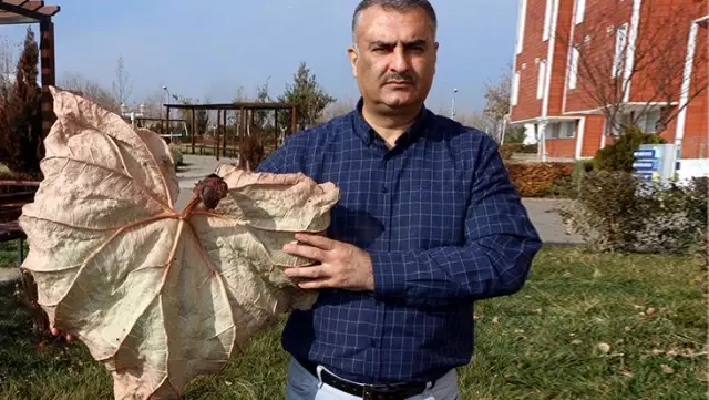 Arazi çalışmaları sonucunda keşfedilen Tel Işkını, dünyada sadece Adıyaman'da yetişiyor Arazi çalışmaları sonucunda keşfedilen Tel Işkını, dünyada sadece Adıyaman'da yetişiyor