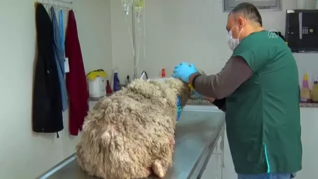 Bataklığa saplanan koyunu belediye ekipleri kurtardı Bataklığa saplanan koyunu belediye ekipleri kurtardı