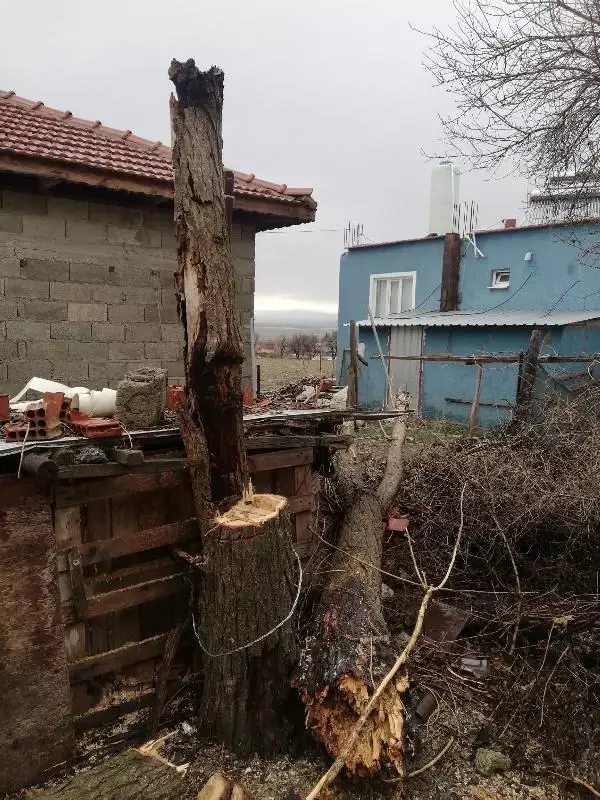 Burdur'da rüzgar ağaçları devirdi, seraları su bastı Burdur'da rüzgar ağaçları devirdi, seraları su bastı