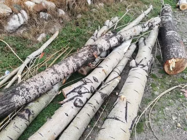 Burdur'da rüzgar ağaçları devirdi, seraları su bastı Burdur'da rüzgar ağaçları devirdi, seraları su bastı