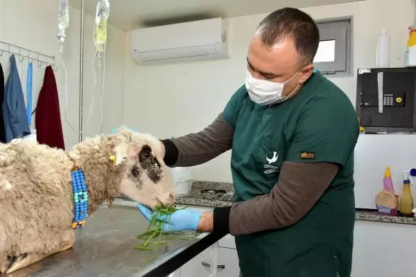 Bataklığa saplanan koyunu belediye ekipleri kurtardı Bataklığa saplanan koyunu belediye ekipleri kurtardı
