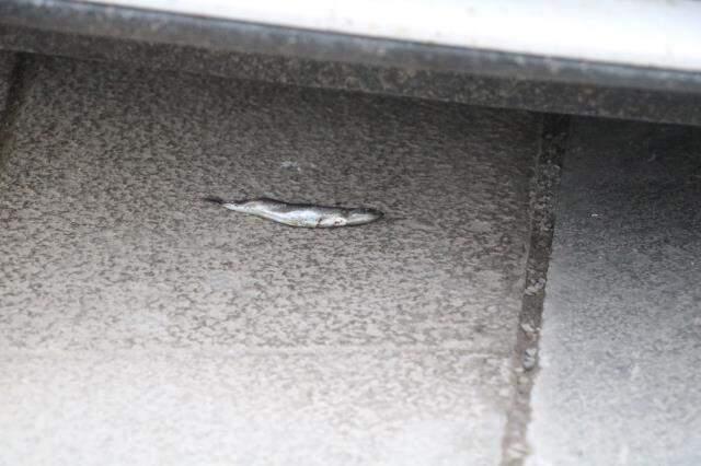 Hırçın kedi ekipleri alarma geçirdi, çıkması için hamsi bile verdiler