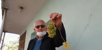 Kadirli'de asma ocak ayında üzüm verdi
