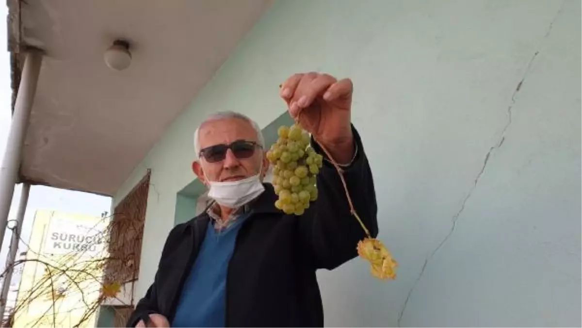 Kadirli'de asma ocak ayında üzüm verdi