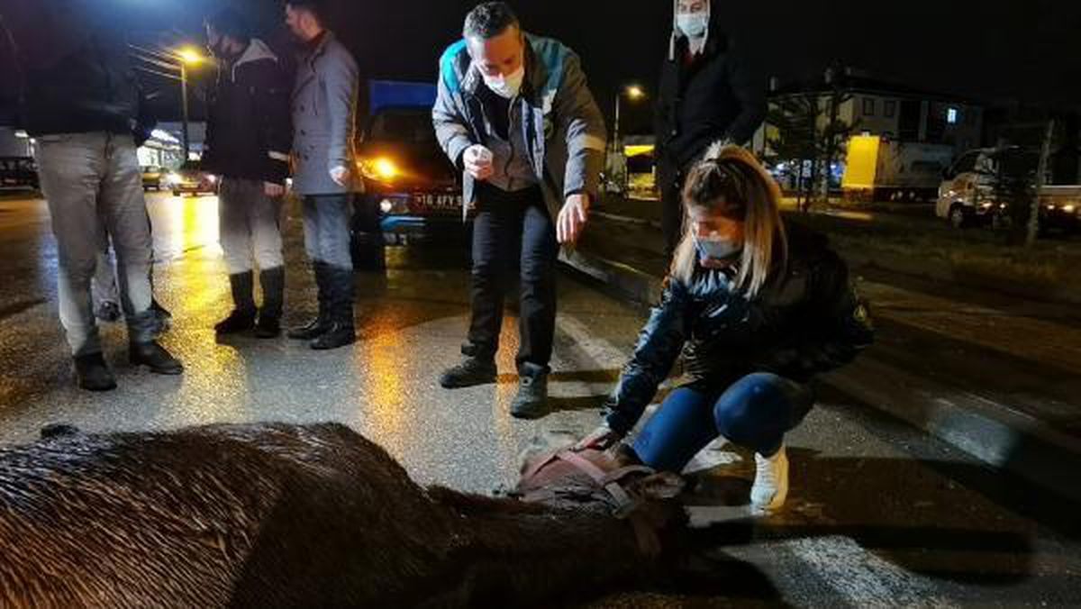 Kamyonet aniden yola çıkan ata çarptı, çevredekiler gözyaşlarını tutamadı