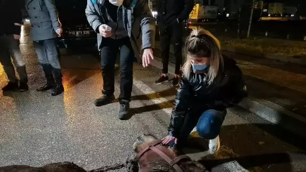 Kamyonet aniden yola çıkan ata çarptı, çevredekiler gözyaşlarını tutamadı Kamyonet aniden yola çıkan ata çarptı, çevredekiler gözyaşlarını tutamadı